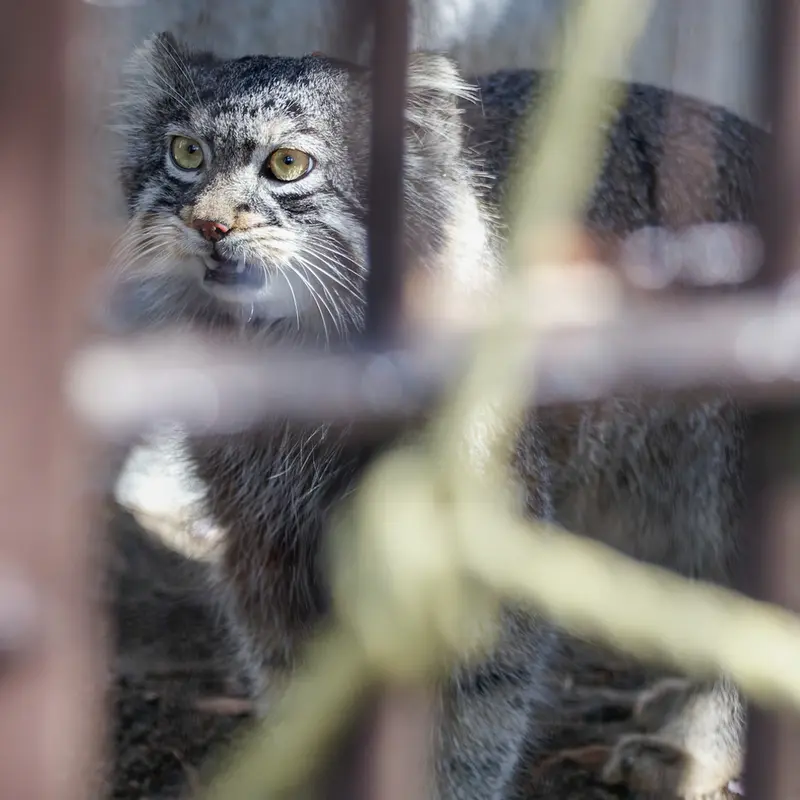 A photograph of Figa in Nogeyama Zoo