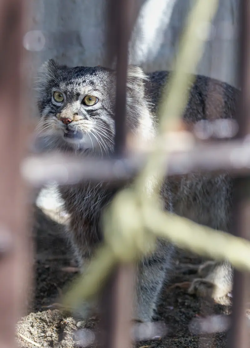 A photograph of Figa in Nogeyama Zoo