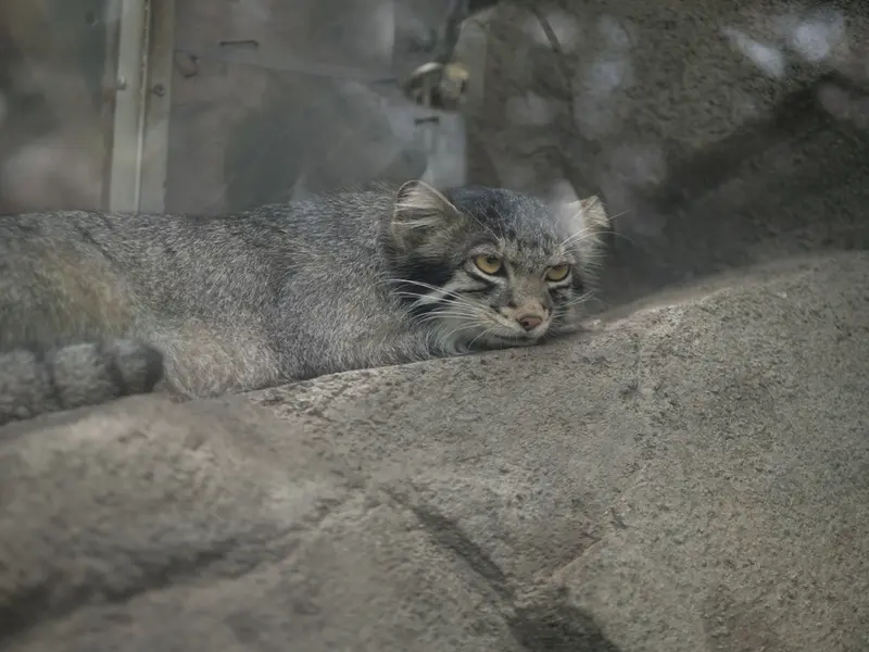 A photograph of Oto in Kobe Animal Kingdom