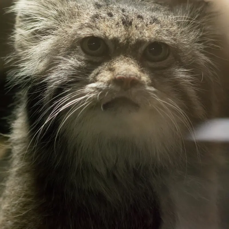 A photograph of Klyon in Ueno Zoological Gardens