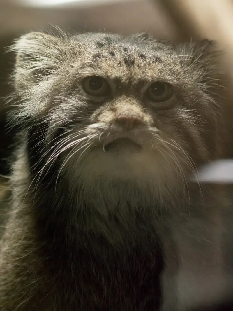 A photograph of Klyon in Ueno Zoological Gardens