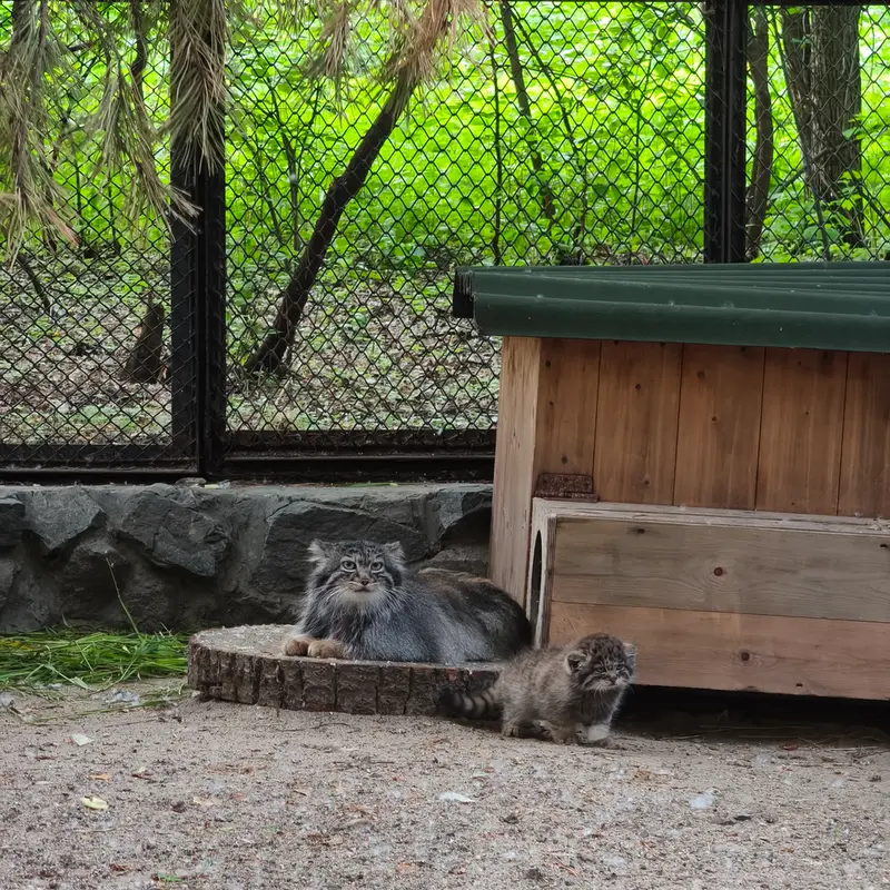A photograph of Adele in Novosibirsk Zoo