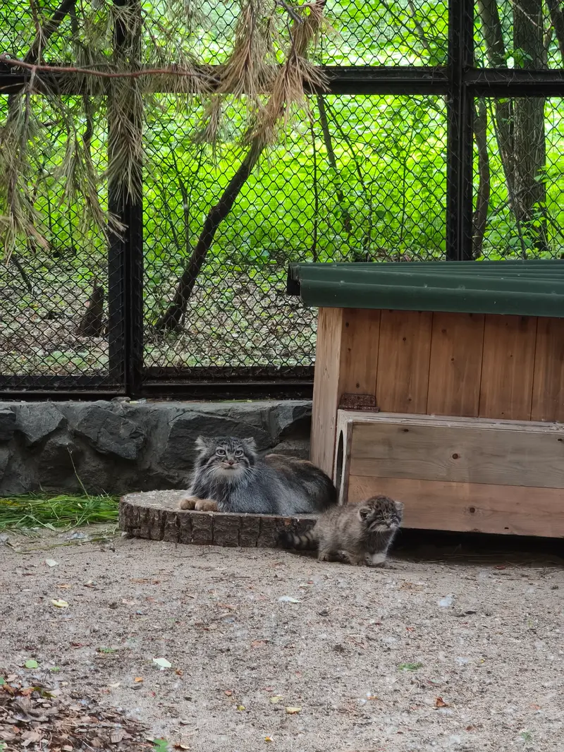 A photograph of Adele in Novosibirsk Zoo
