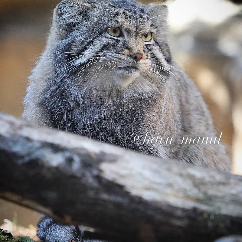 A photograph of Nagomu in Nasu Animal Kingdom