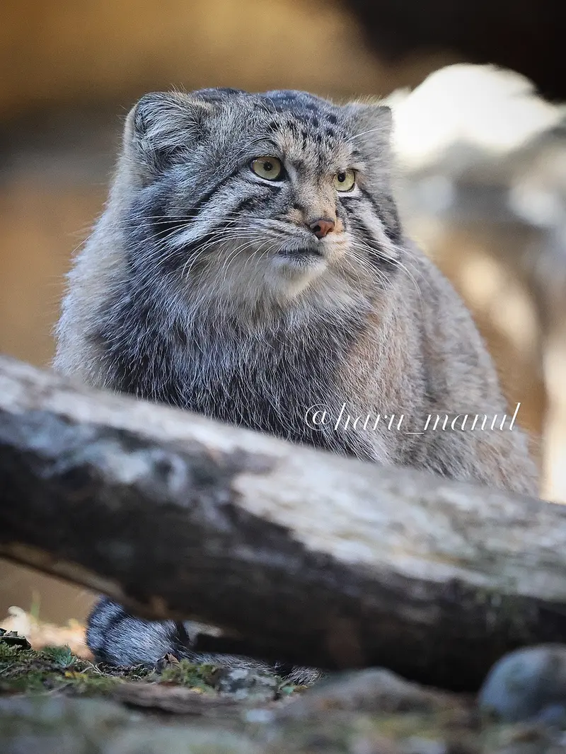 A photograph of Nagomu in Nasu Animal Kingdom