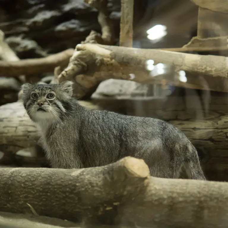 A photograph of Klyon in Ueno Zoological Gardens