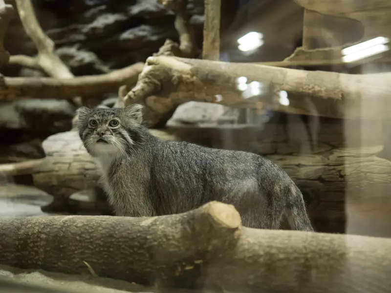 A photograph of Klyon in Ueno Zoological Gardens