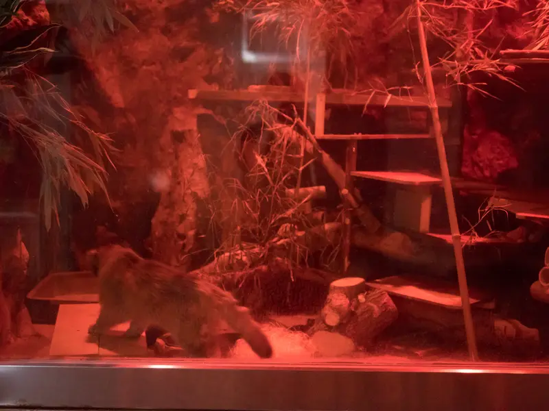 A photograph of Naim in Ueno Zoological Gardens