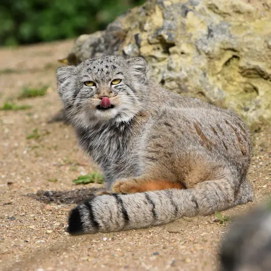 A photograph of Kharaa in Port Lympne Wild Animal Park