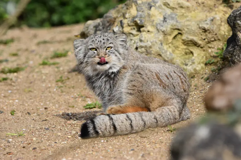 A photograph of Kharaa in Port Lympne Wild Animal Park