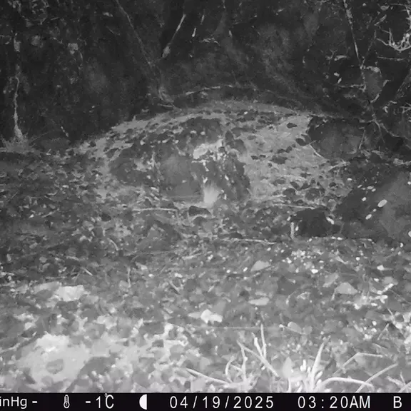A photograph of Flat-headed vole from Egizkara [new] camera trap
