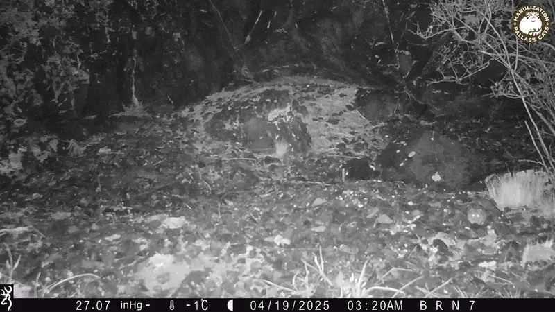 A photograph of Flat-headed vole from Egizkara [new] camera trap