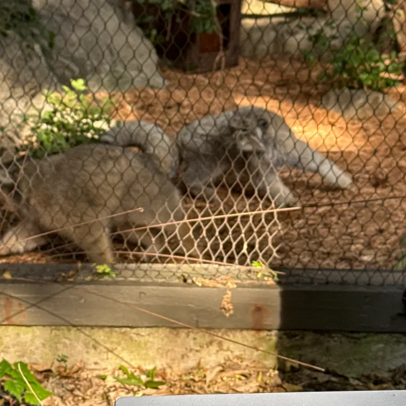A photograph of Sarnai and Batu in Prospect Park Zoo