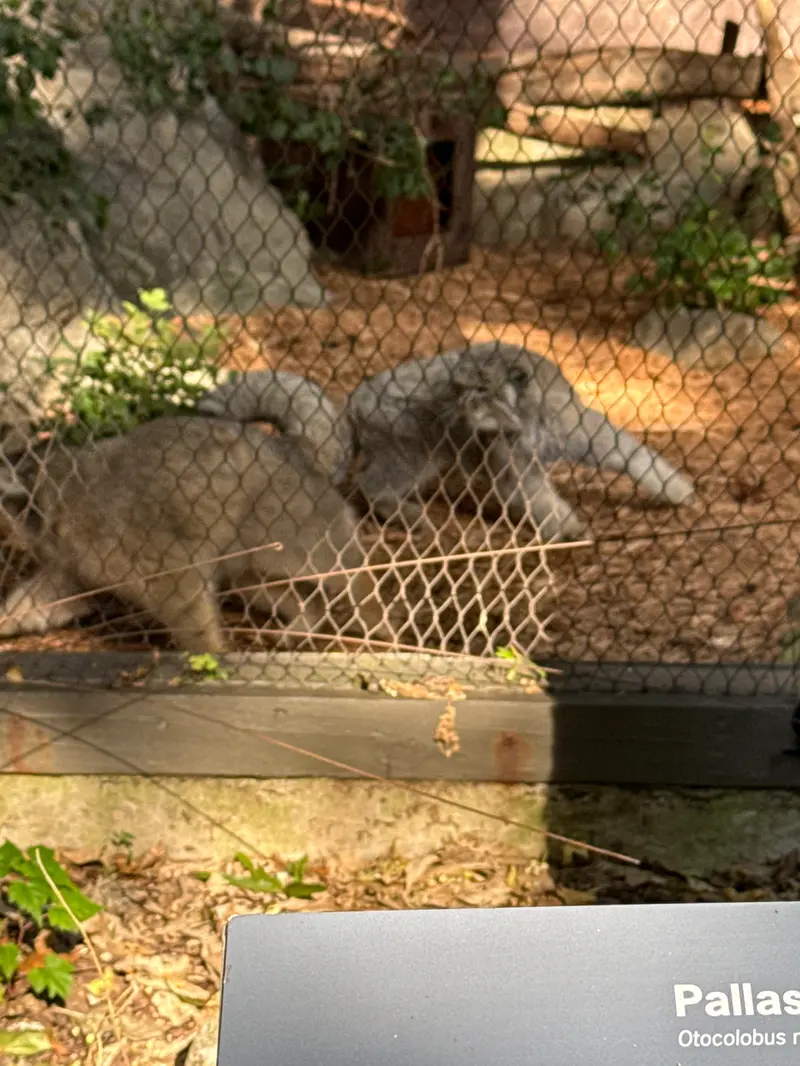 A photograph of Sarnai and Batu in Prospect Park Zoo