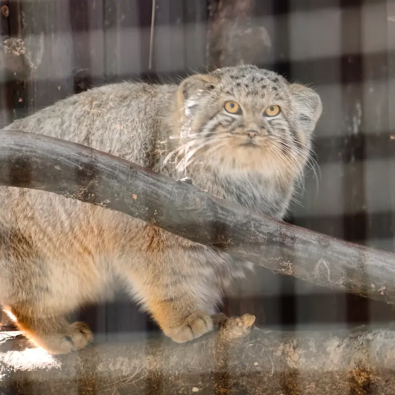 A photograph of Kitten of Alani b.2026 Ⅰ in Košice Zoo