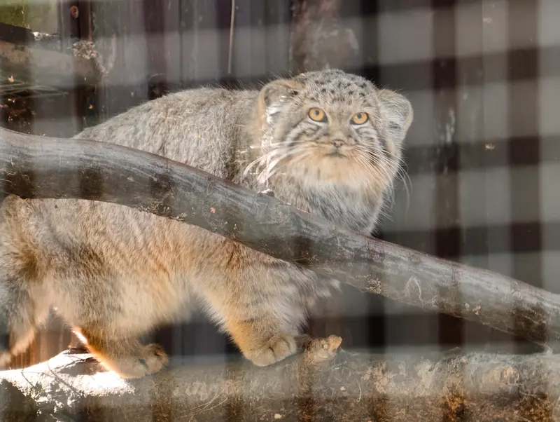 A photograph of Kitten of Alani b.2026 Ⅰ in Košice Zoo