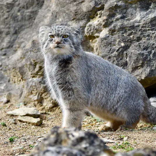 A photograph of Bat-Erdene in Port Lympne Wild Animal Park