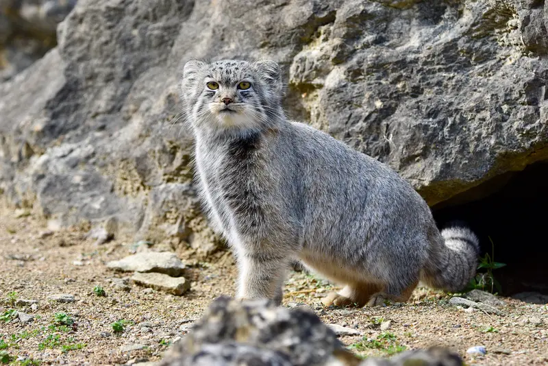 A photograph of Bat-Erdene in Port Lympne Wild Animal Park