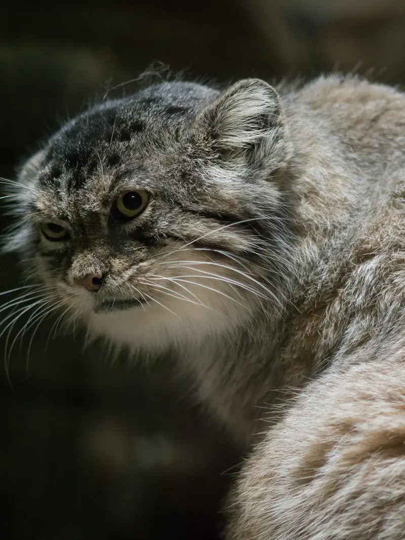 A photograph of Primula in Ueno Zoological Gardens