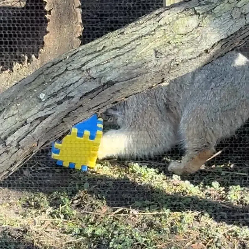 A photograph of a Pallas's cat in Potter Park Zoo