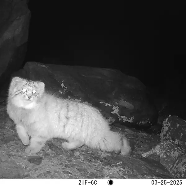 A photograph of Otocolobus manul manul from Koshkar camera trap