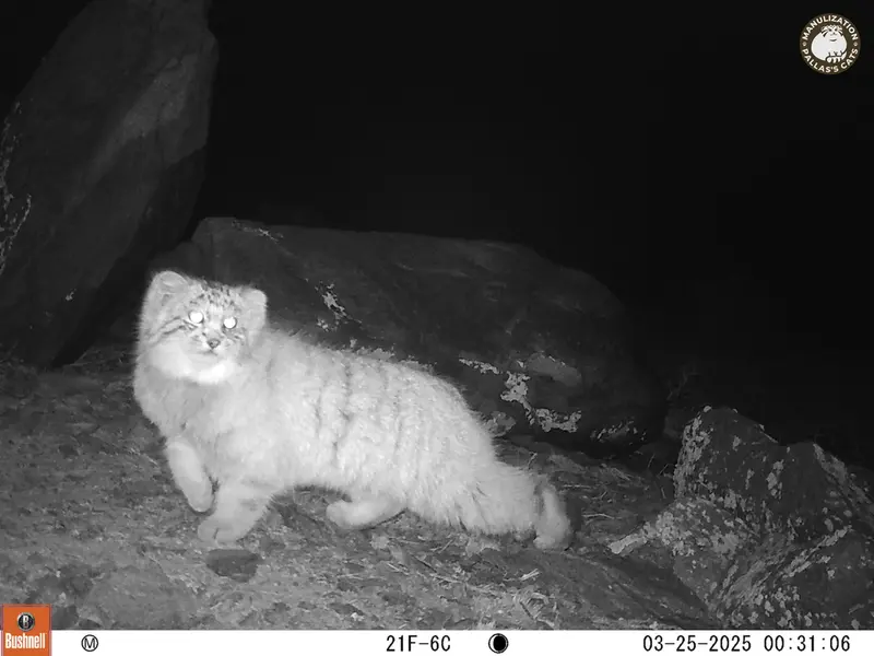 A photograph of Otocolobus manul manul from Koshkar camera trap