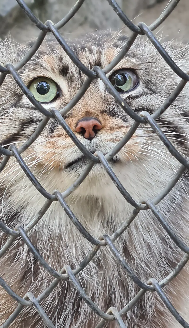 A photograph of a Pallas's cat