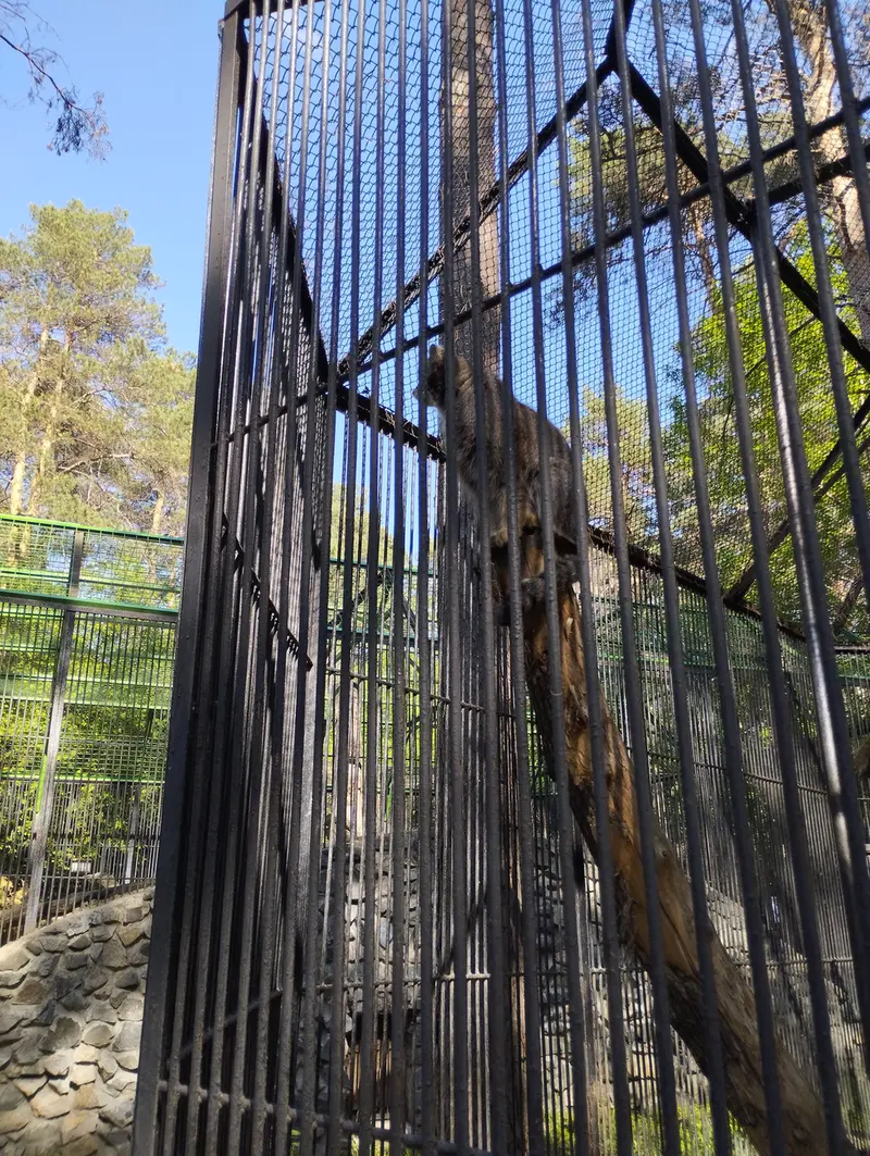 A photograph of a Pallas's cat in Novosibirsk Zoo