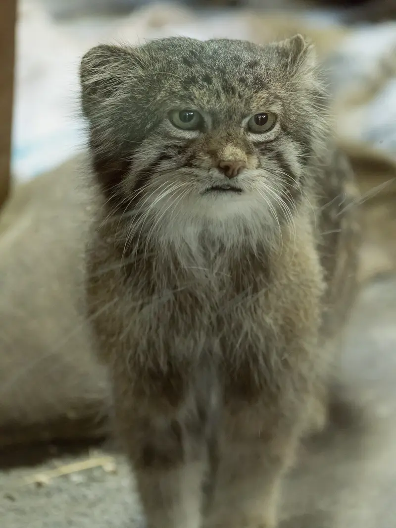 A photograph of Klyon in Ueno Zoological Gardens