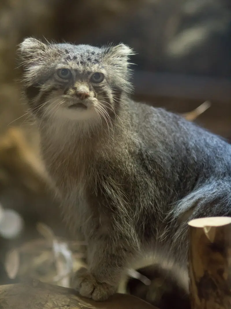 A photograph of Klyon in Ueno Zoological Gardens