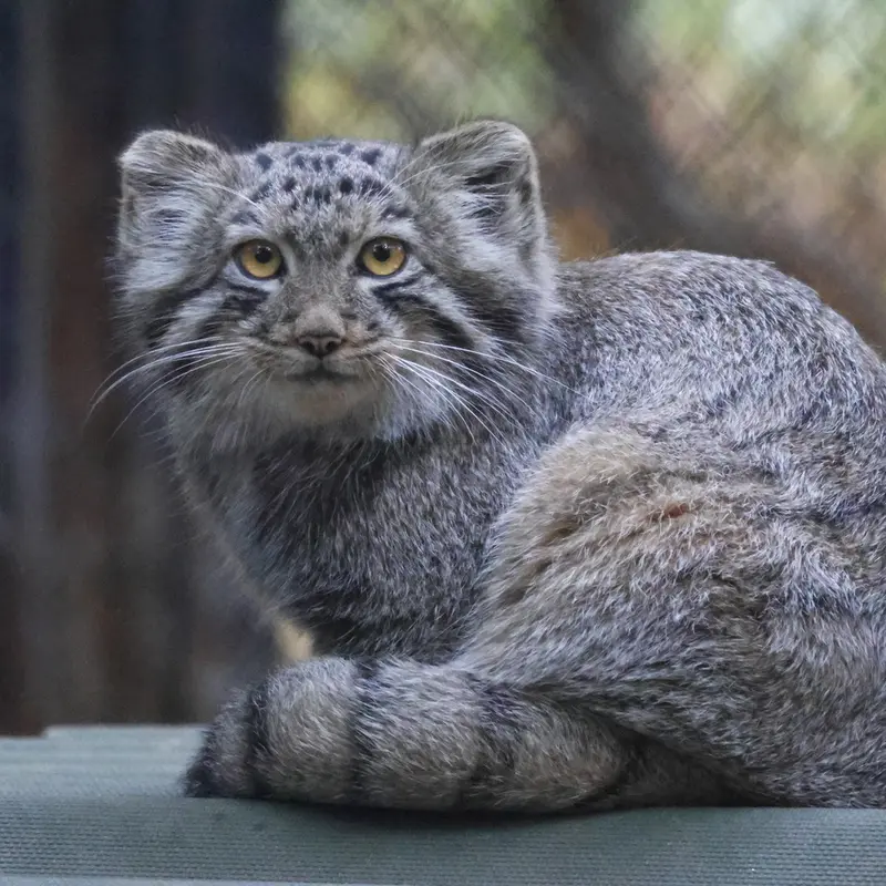 A photograph of a Pallas's cat