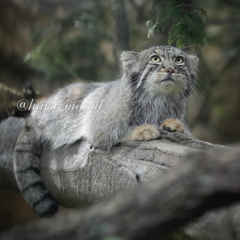 A photograph of Nagomu in Nasu Animal Kingdom