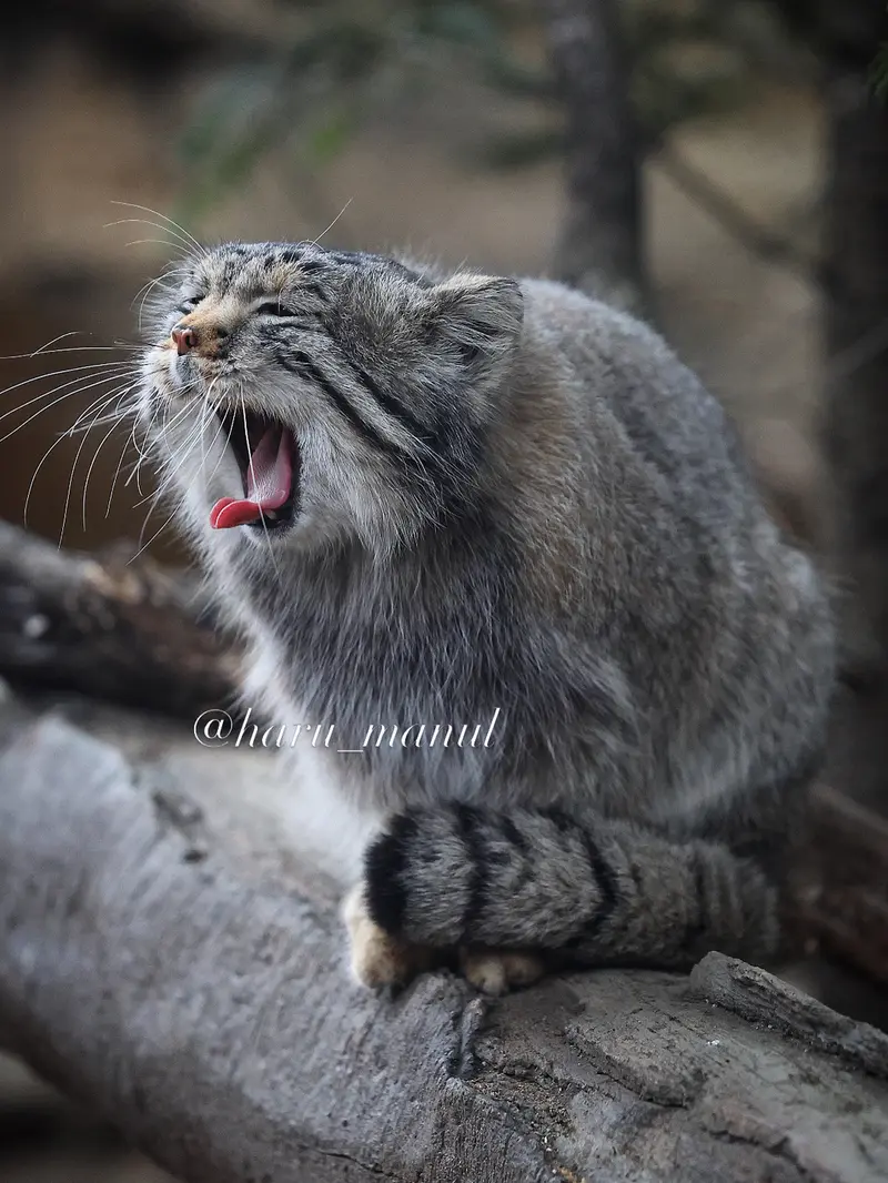 A photograph of Nagomu in Nasu Animal Kingdom