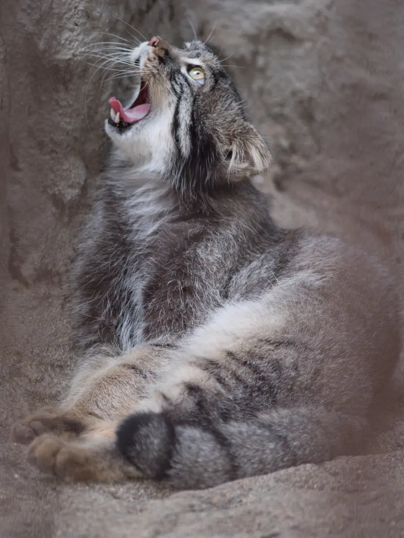A photograph of Figa in Nogeyama Zoo