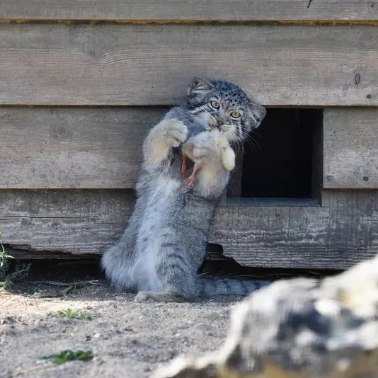A photograph of Kitten of Namuu b. 2025 Ⅴ in Port Lympne Wild Animal Park