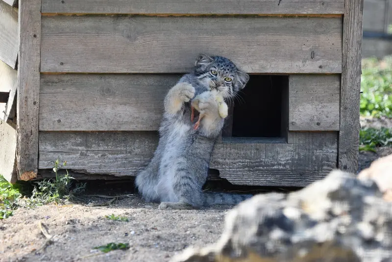 A photograph of Kitten of Namuu b. 2025 in Port Lympne Wild Animal Park