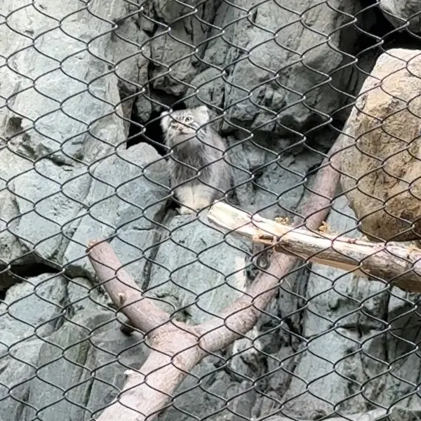 A photograph of a Pallas's cat in Woodland Park Zoo