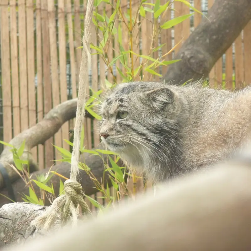 A photograph of Akiko in Edinburgh Zoo