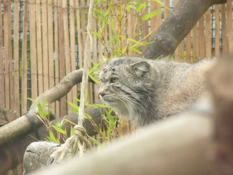 A photograph of Akiko in Edinburgh Zoo