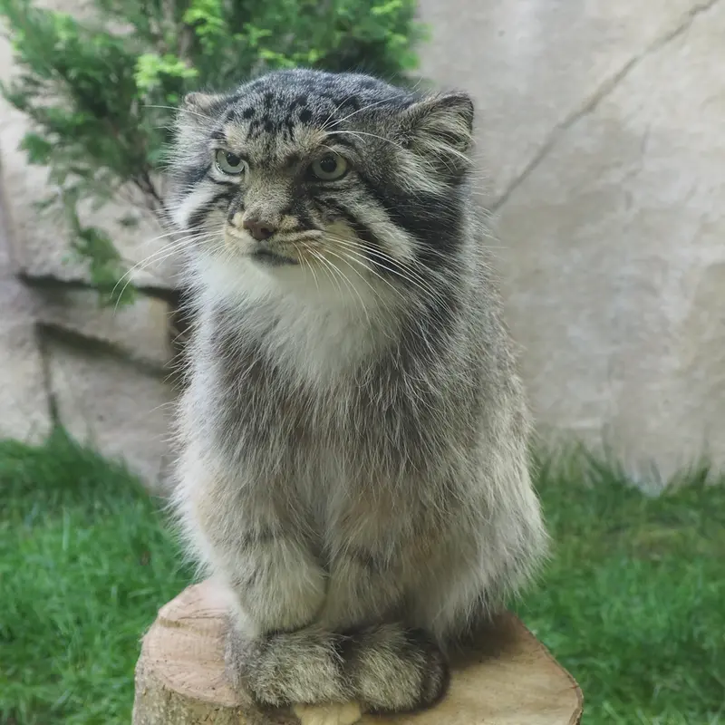 A photograph of Bor in Nasu Animal Kingdom
