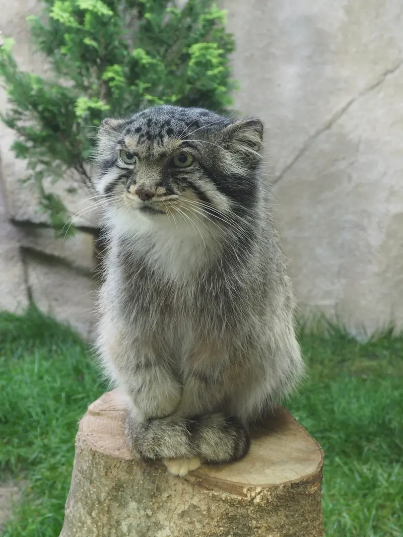 A photograph of Bor in Nasu Animal Kingdom