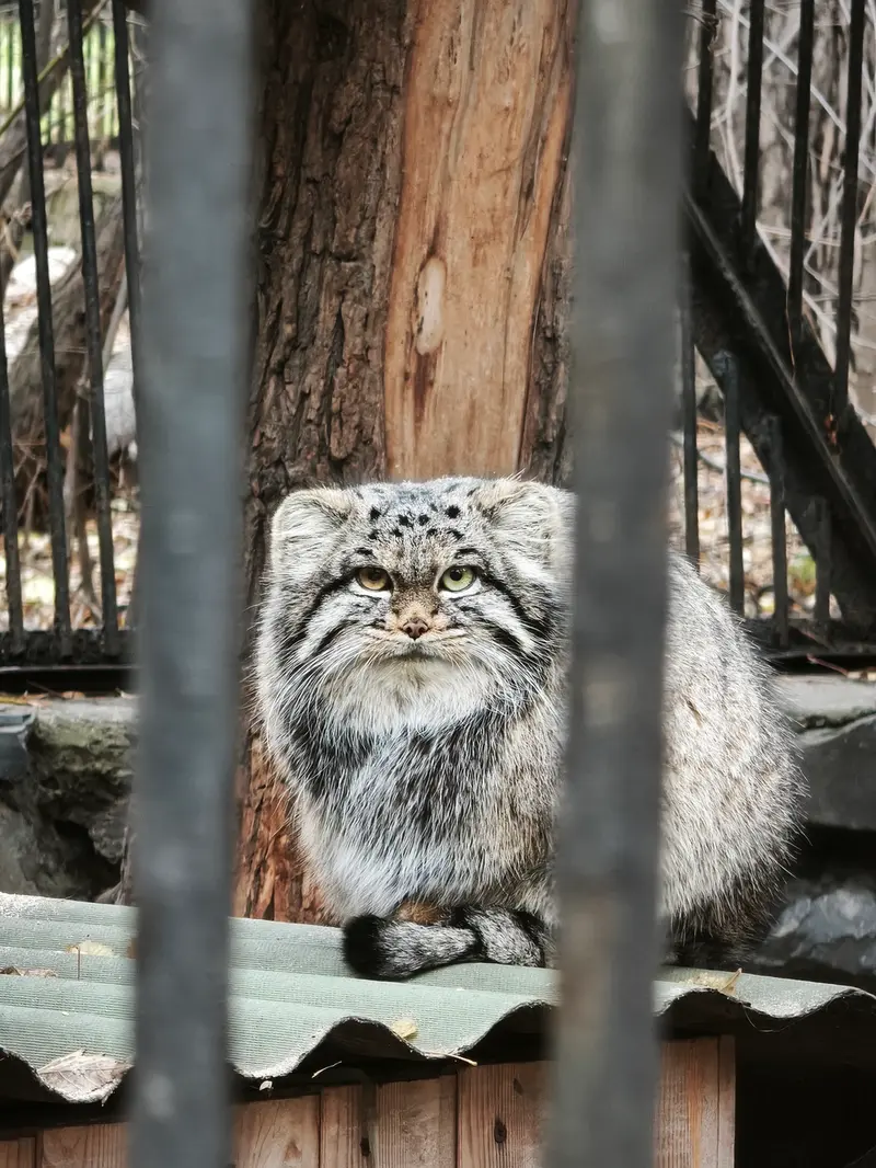 A photograph of Katun in Novosibirsk Zoo