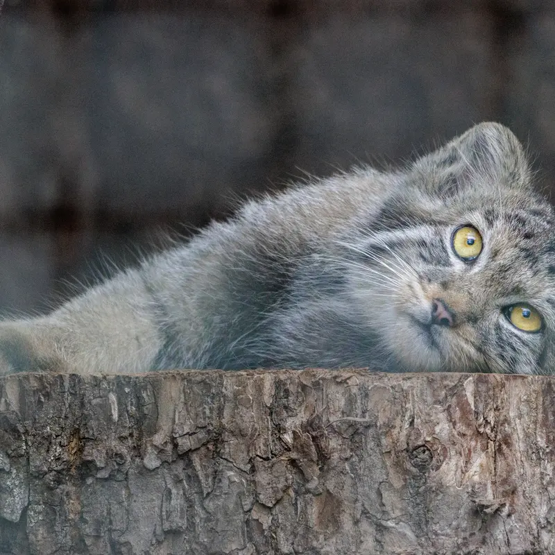 A photograph of Aksa in Leningrad zoo