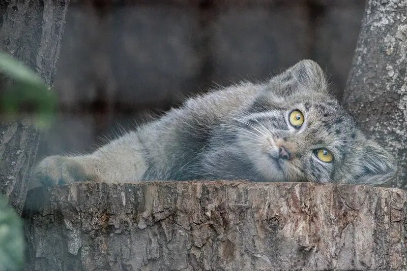 A photograph of Aksa in Leningrad zoo