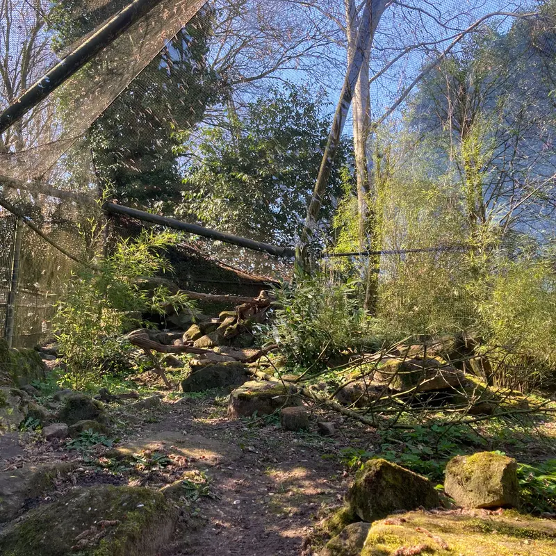 A photograph of a Pallas's cat in Rotterdam Zoo