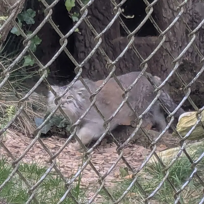 A photograph of Pluschi in Hellabrunn zoo
