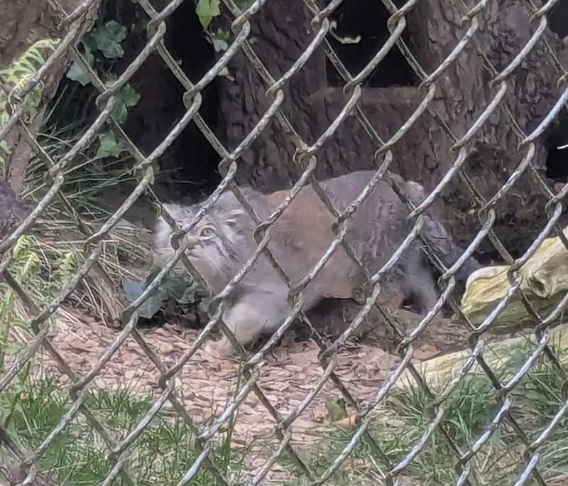 A photograph of Pluschi in Hellabrunn zoo