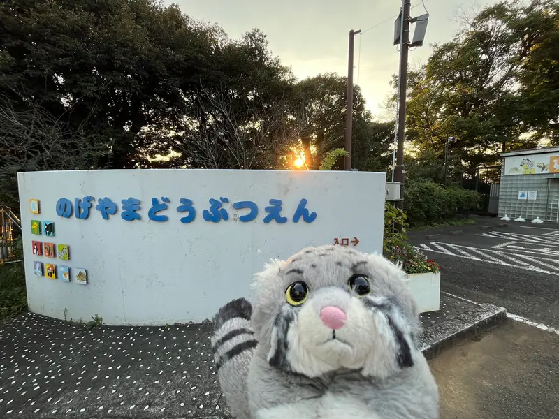 A photograph of a Pallas's cat in Nogeyama Zoo