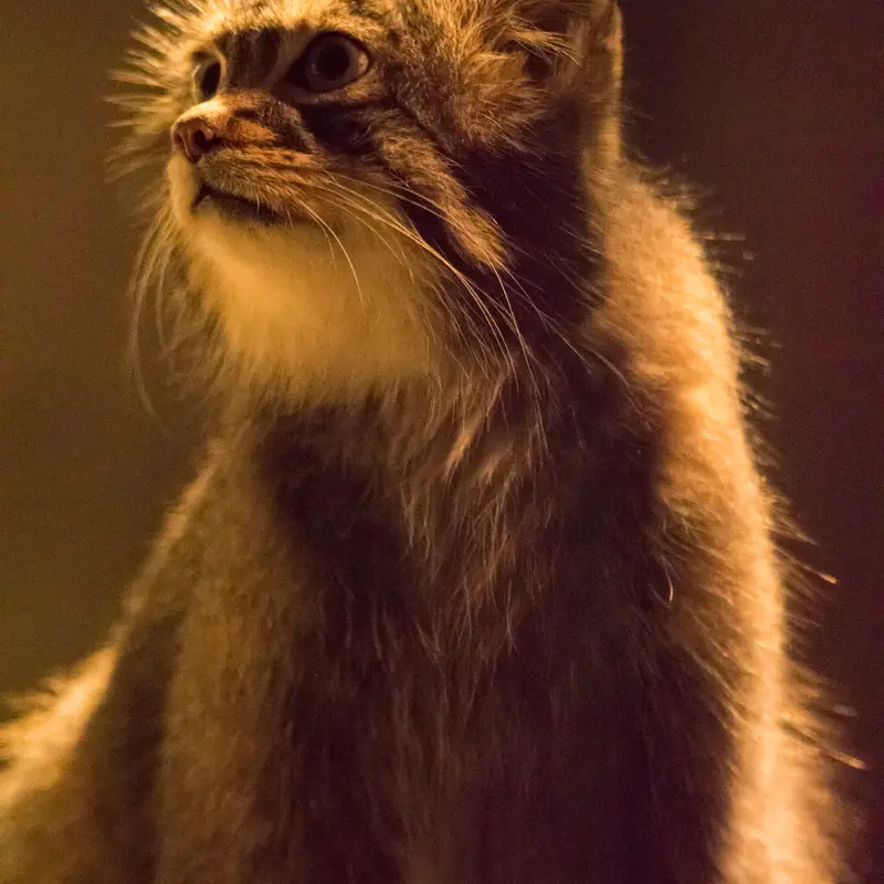 A photograph of Figa in Nogeyama Zoo