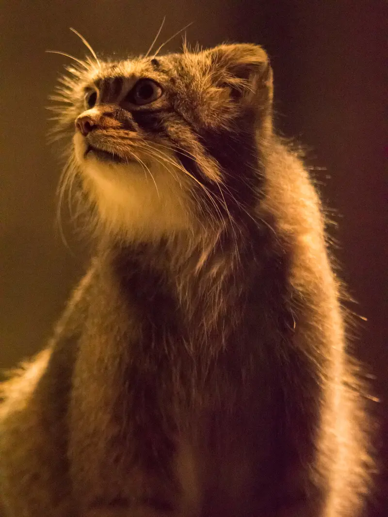 A photograph of Figa in Nogeyama Zoo